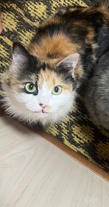 Кошка семья  отдам хорошие руки