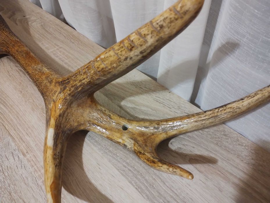 Специален еленов рог