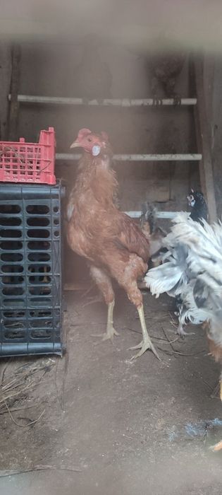 Хуроз сотилади домашние