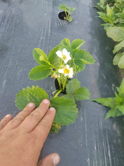 Vând Stoloni de Capsuni* ALBION *