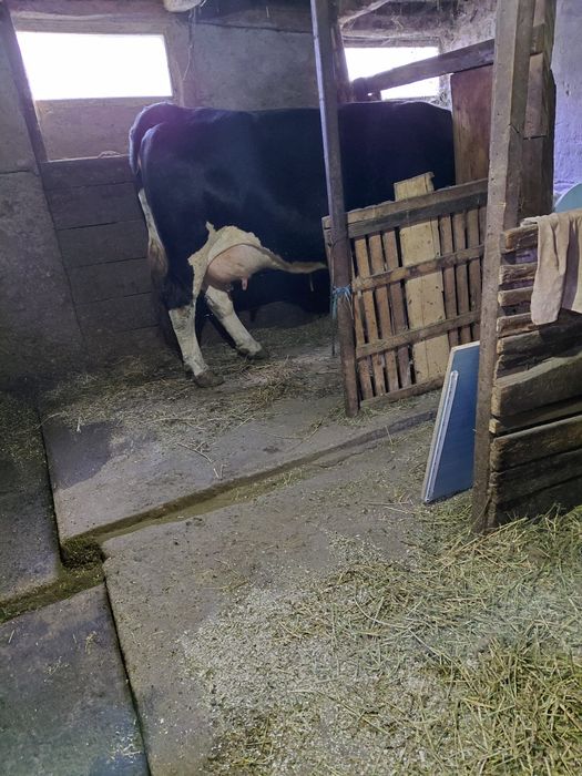 Vaca de 5 ani cu lapte