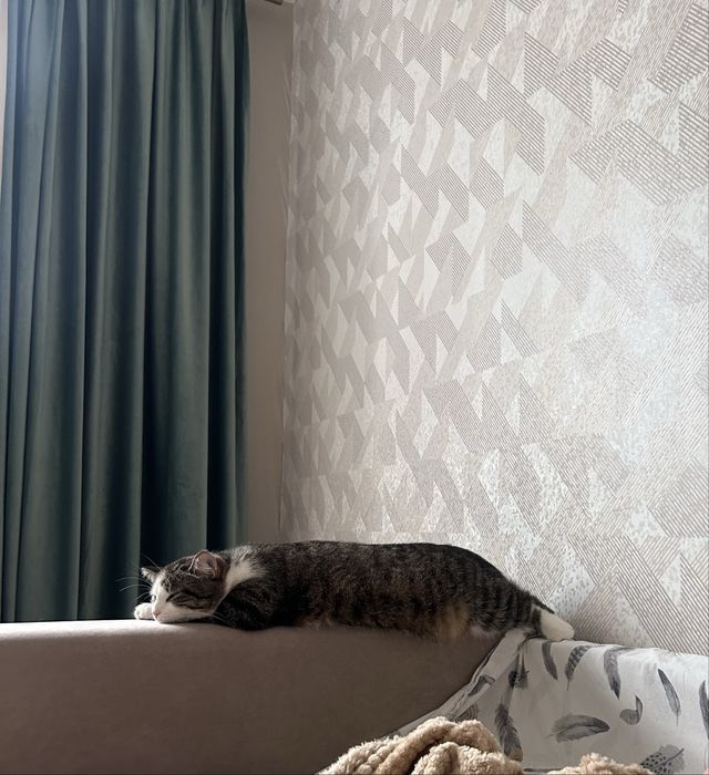 Отдам кота в хорошие руки !