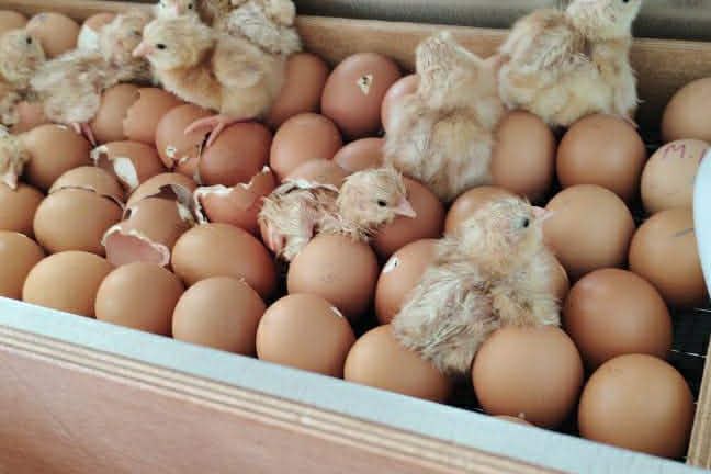 Свободни домашни пилета носачки