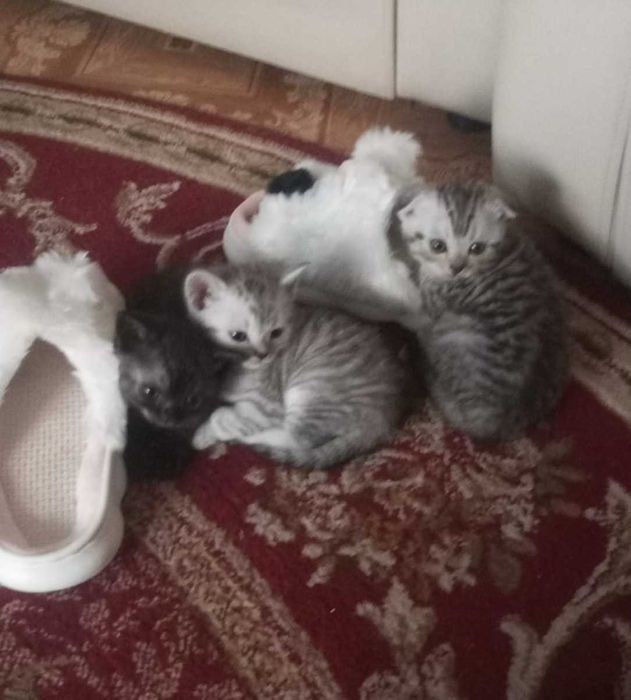 Вязка британец !!!