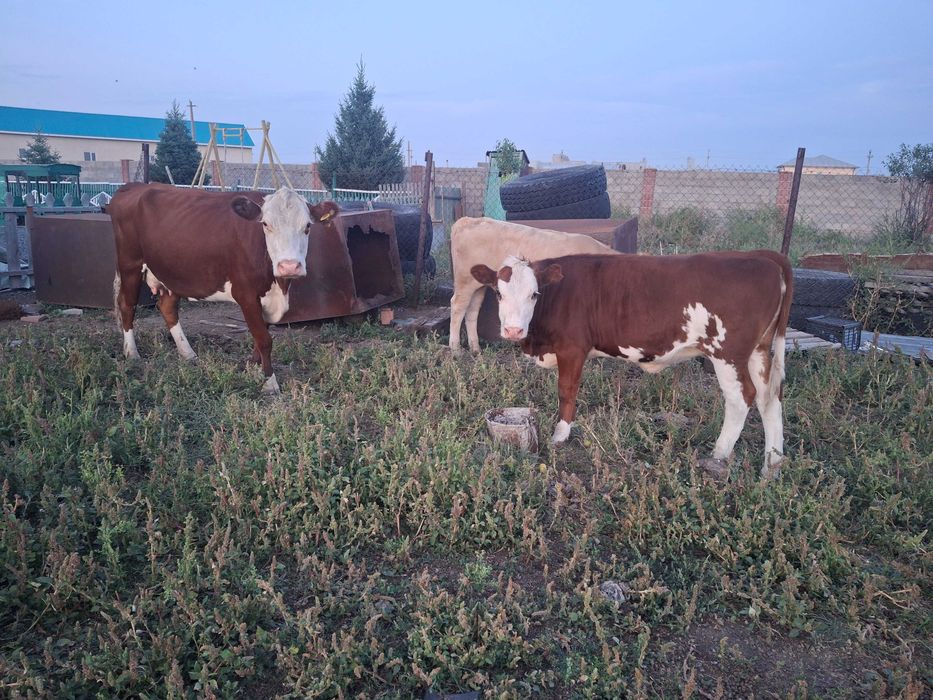 Сиыр сатылады. Продам КРС