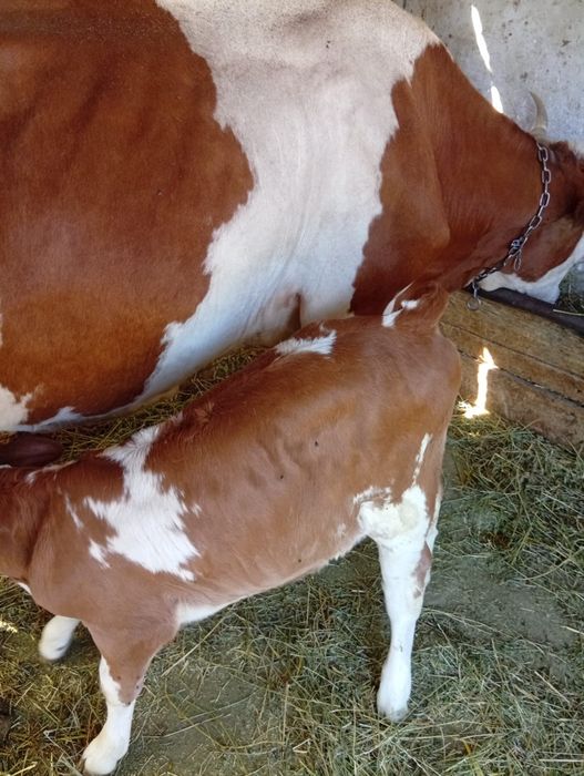 Vaca cu vitea de vanzare