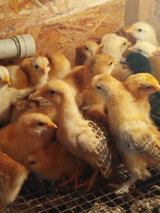 Продам недельных цыплят