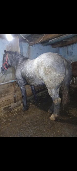 Vând mânză 2ani semigrea