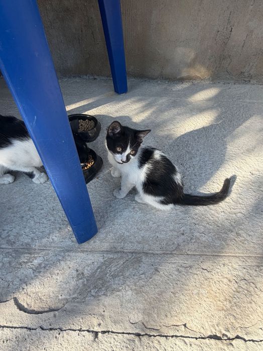 Котенок 3 месяца бесплатно
