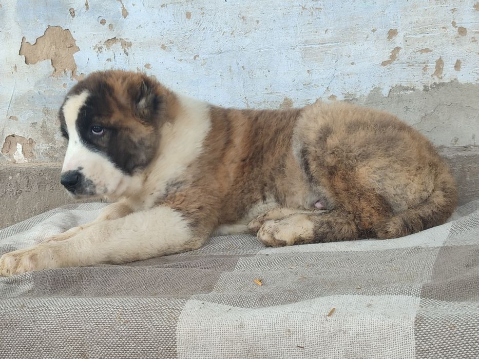 Щенки Алабая САО