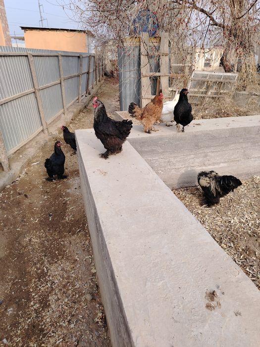 Продаю куриц несушек