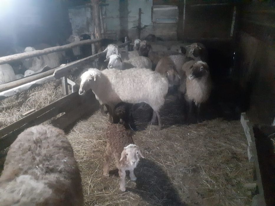 Продам МРС, баранов
