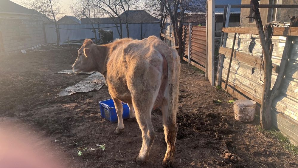 Бузаулы Сиыр сатылады