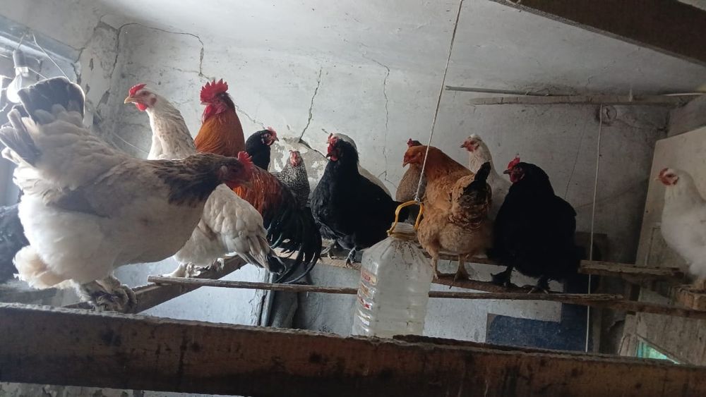 Петух и курица продаётся