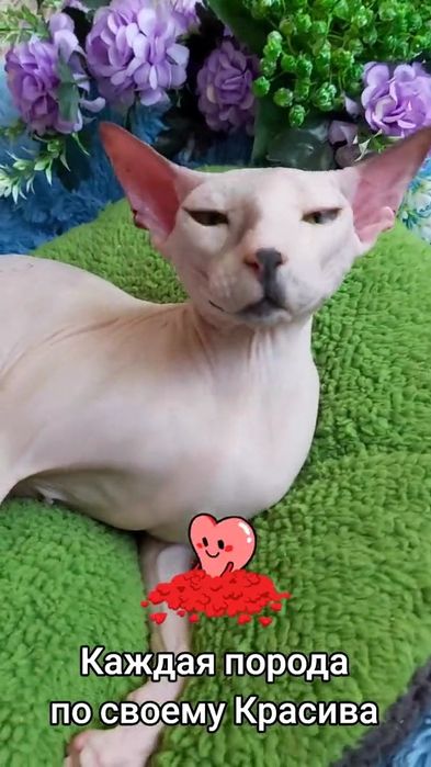 Лысая Сфинкс - девочка