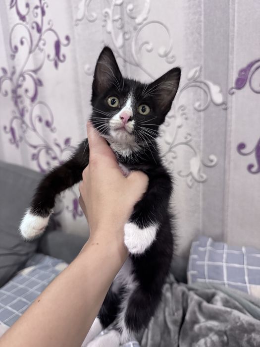 Котенок девочка любящим хозяевам
