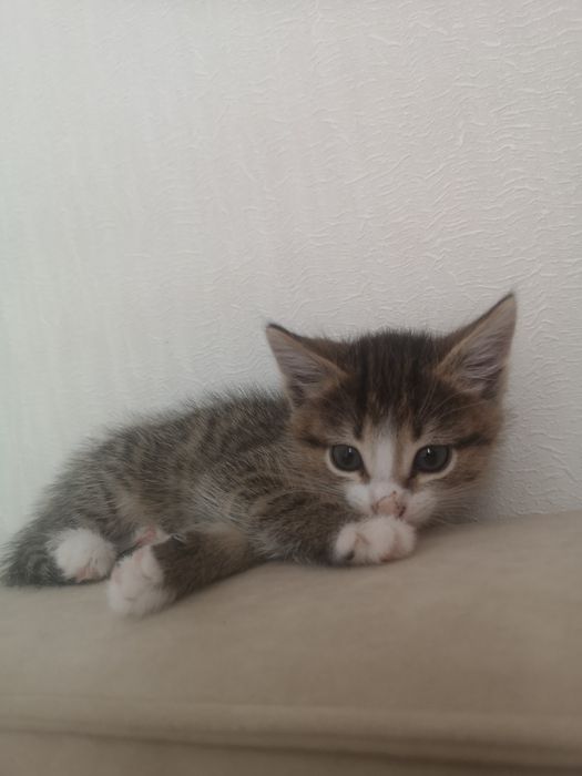 Отдам котёнка девочку в добрые руки
