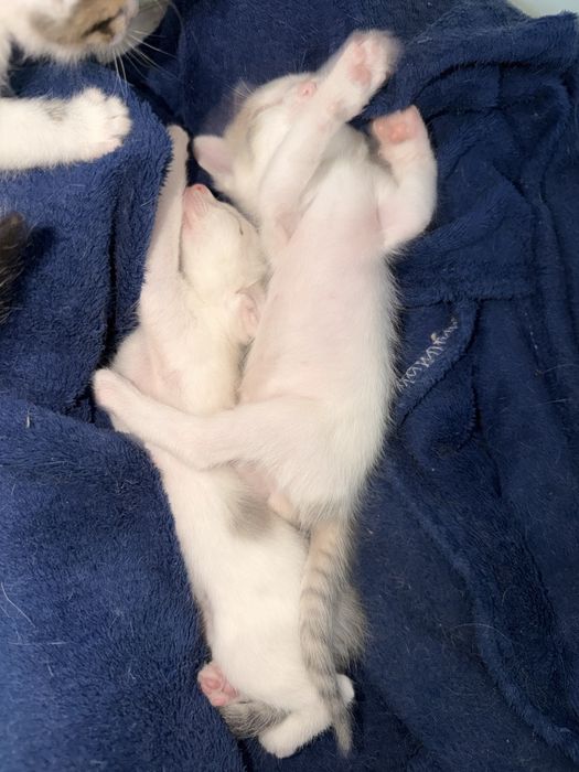 Отдам даром котят