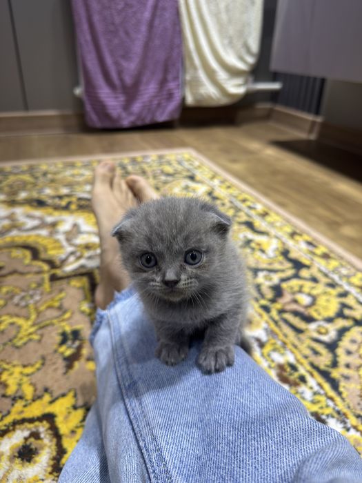 Мушукчалар сотилади