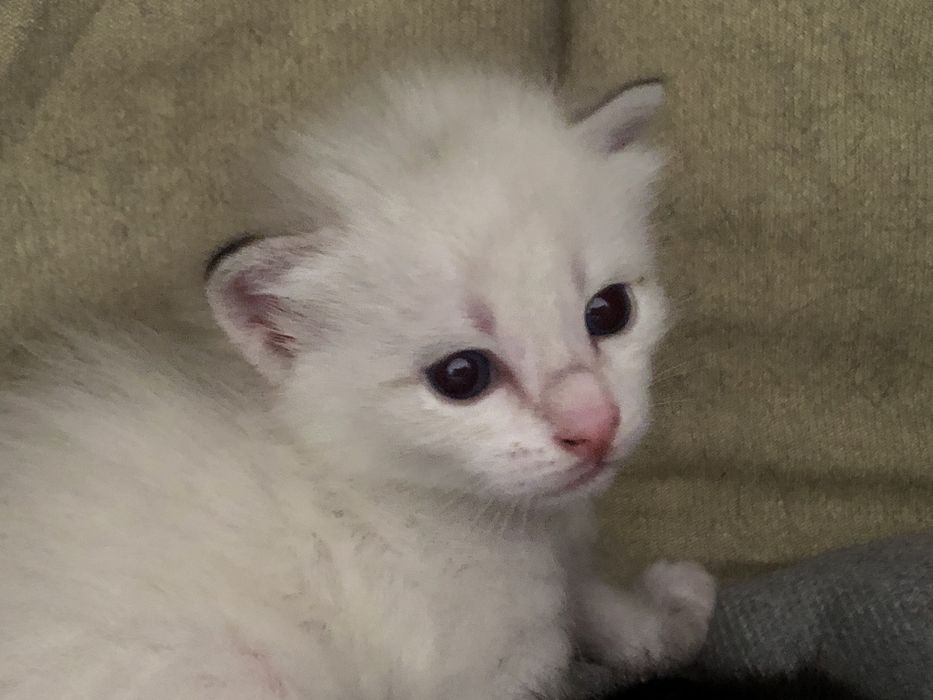 раздам котят 2,5 месяца