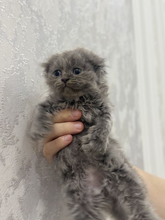 Мушук сотилади скотиш фолд тоза зотли соглом