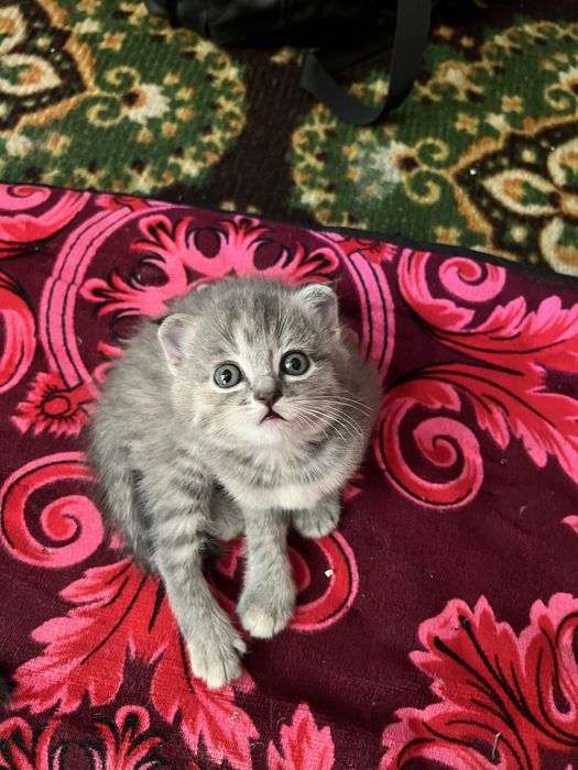 Продаеться котенек