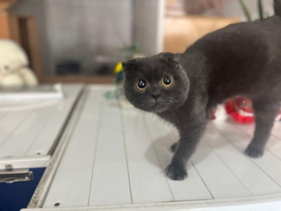 Отдам кота в добрые руки