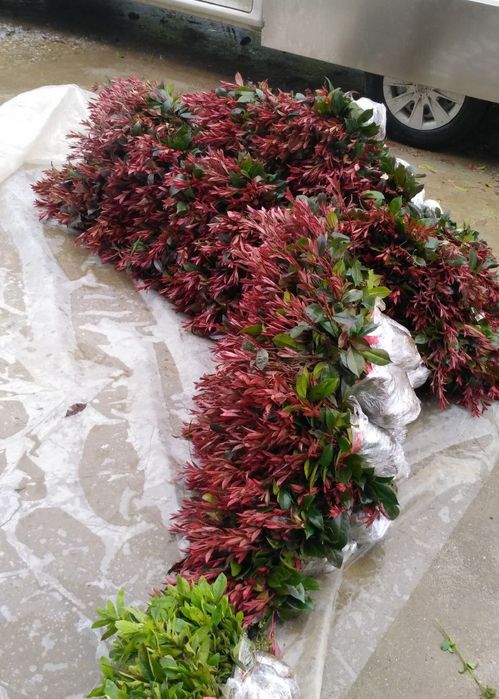 Фотиния ko'chatlari sotiladi optim narxlarda o'zbekiston bo'ylab