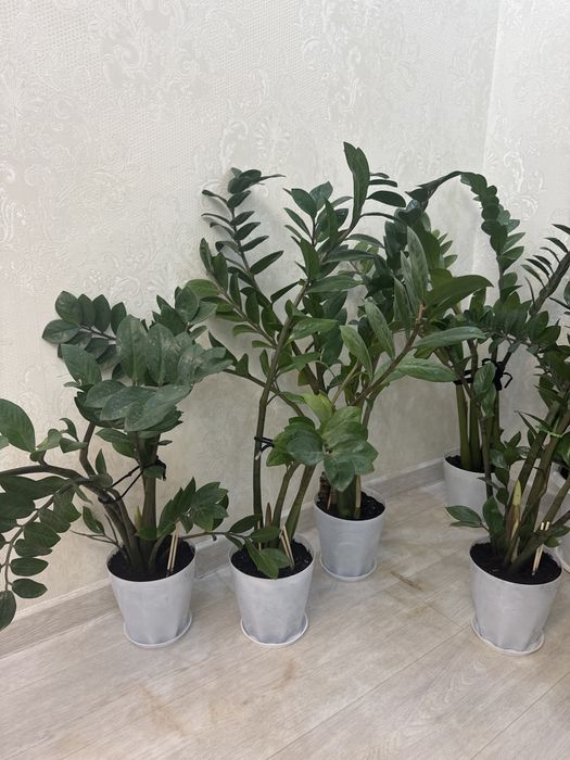 Продается замиокулькас, Долларовое дерево 3 горшка