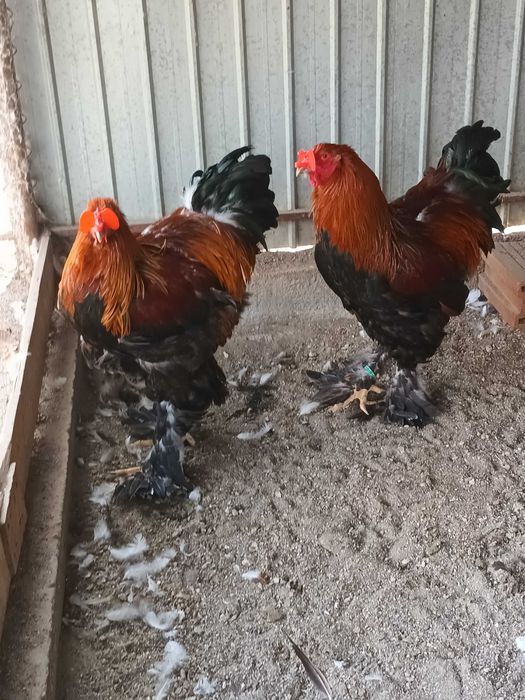 Brahma si cochinchina cocosi