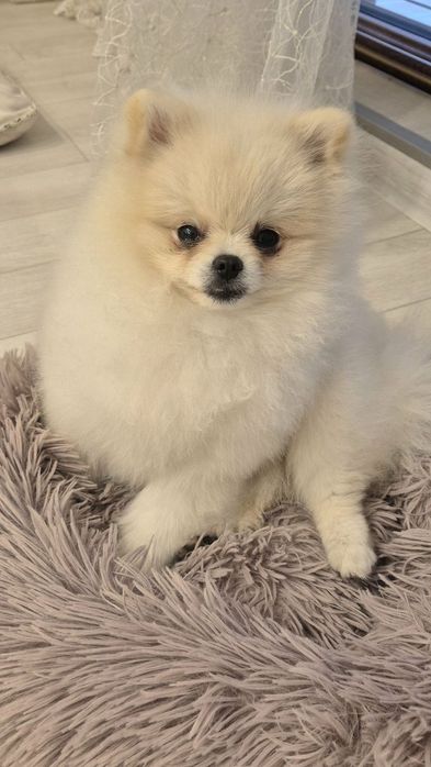 Продавам Померан