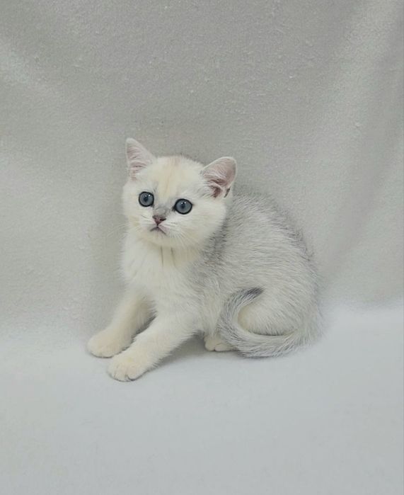 Мальчик Скотиш страйт Серебристая шиншилла