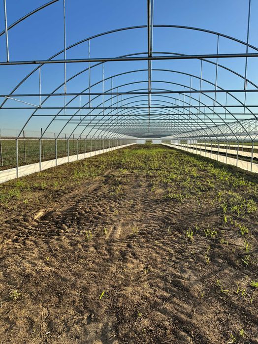 Solare legume , flori