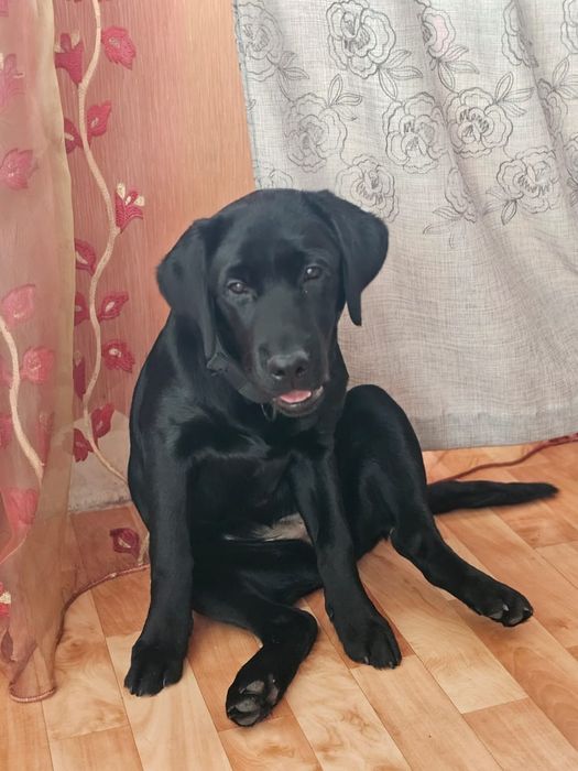 Лабрадор черного окраса