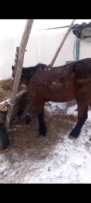 Обменяю Мерена обученого