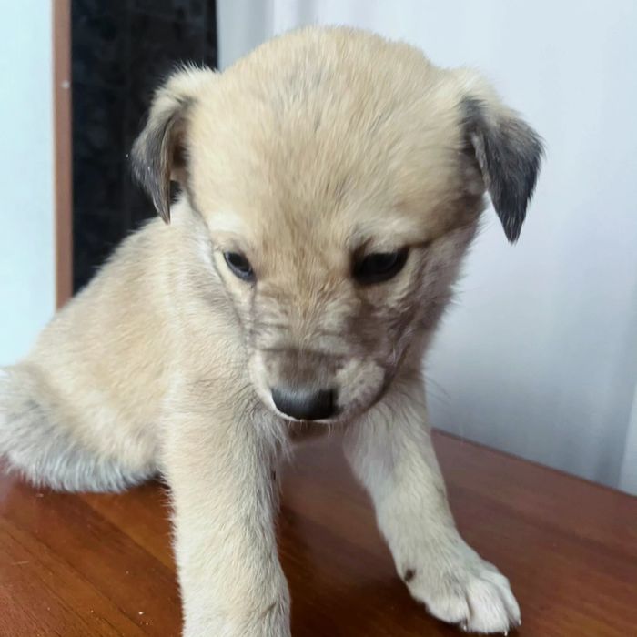 Отдам звоночков в добрые руки