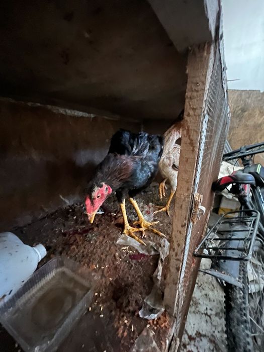 Продам куры доканы