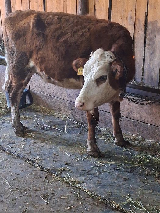 Vând junica baltata gestanta