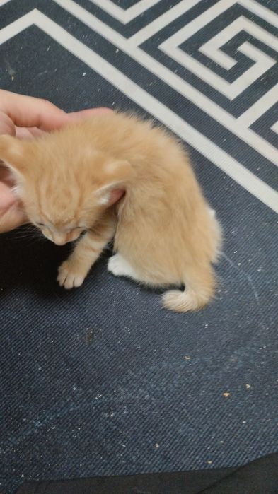 Отдам котят бесплатно