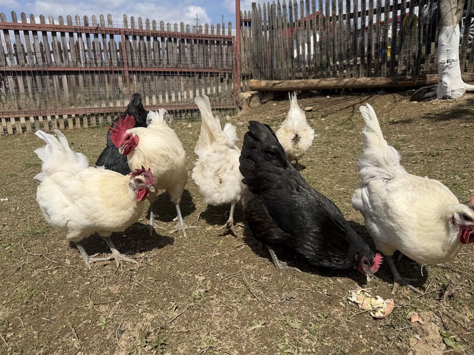 Pui La Bresse + Australorp