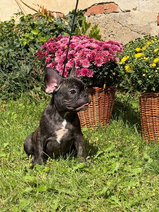 Bulldog francez ce are nevoie de  dragoste