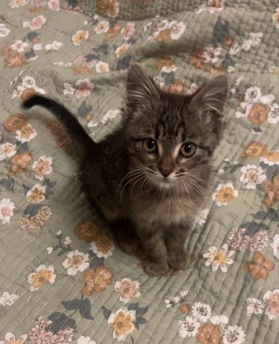 Отдам котенка в добрые руки, мальчик