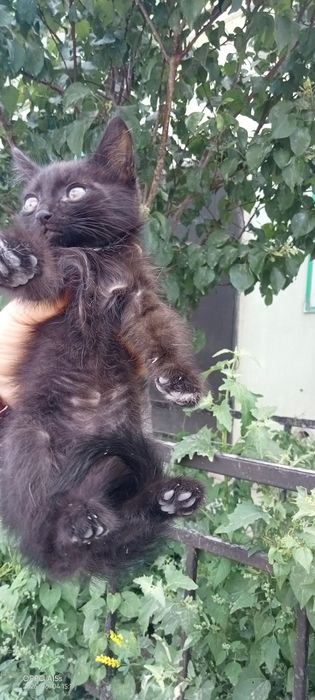 Адам хорошо  рука