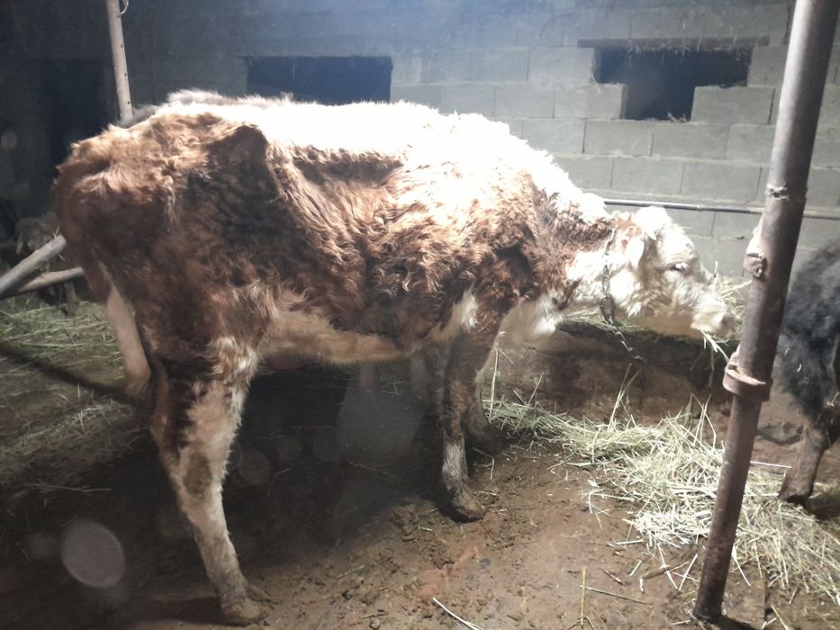 Корова сиыр қысыр