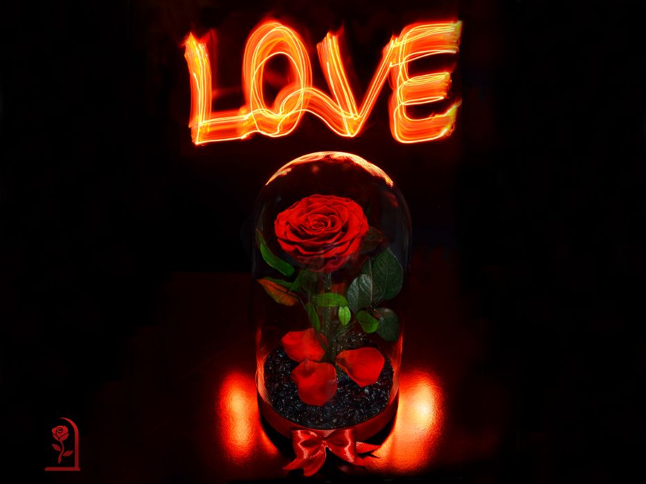 Жива Вечна Роза в ГОЛЯМА Стъкленица / Подарък за Рожден Ден на Жена