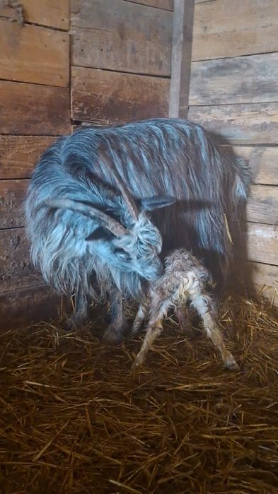 Capră carpatină cu ied(junică)