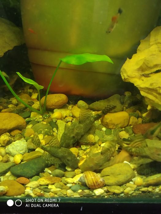 Продам анцитрусов!!!