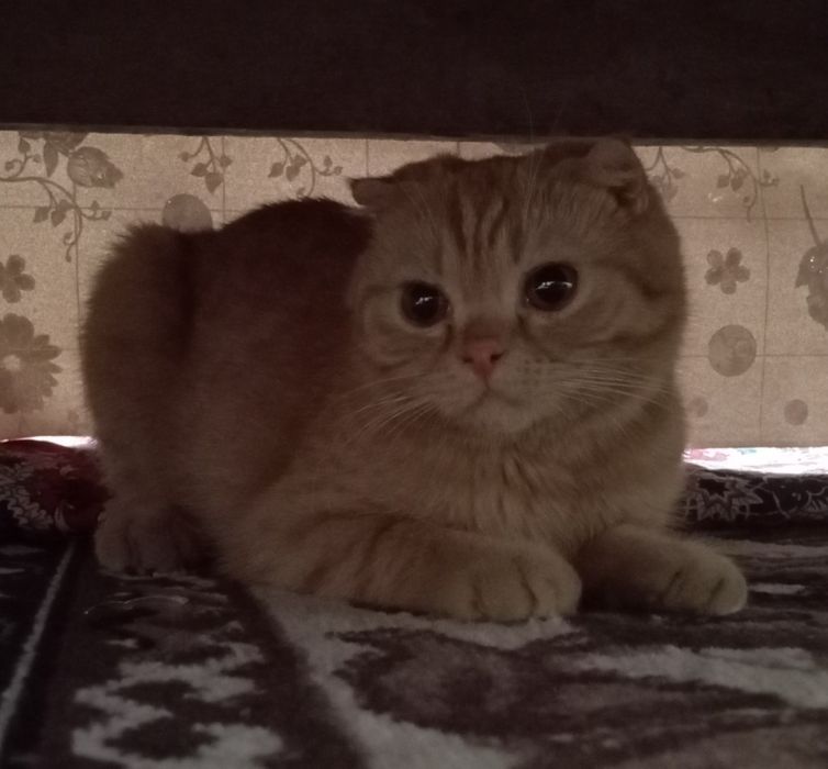 SOTILADI Scottish fold