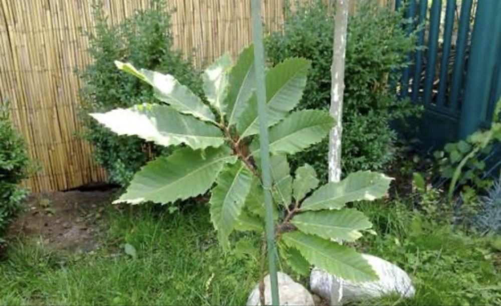 Castan Puiet Comestibil Anul 3