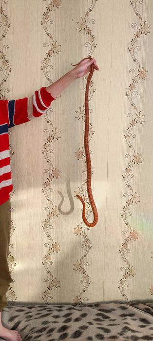 Змея Маисовый полоз